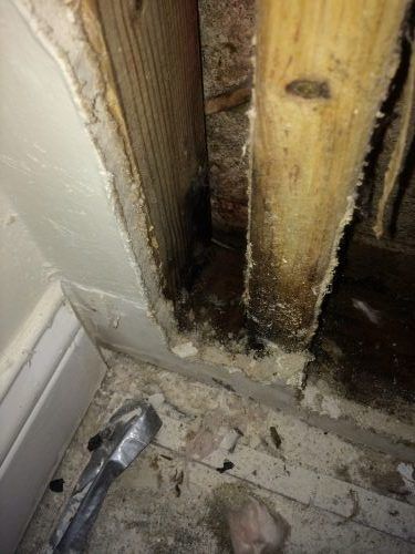 mold in home