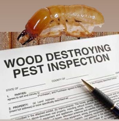 termite pest inspection