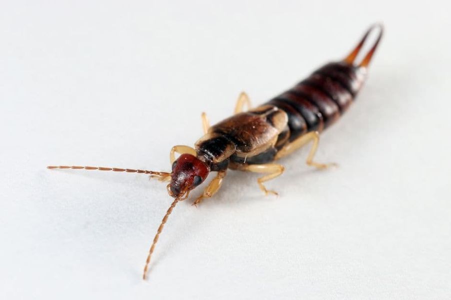 Earwigs also known as pincher bugs