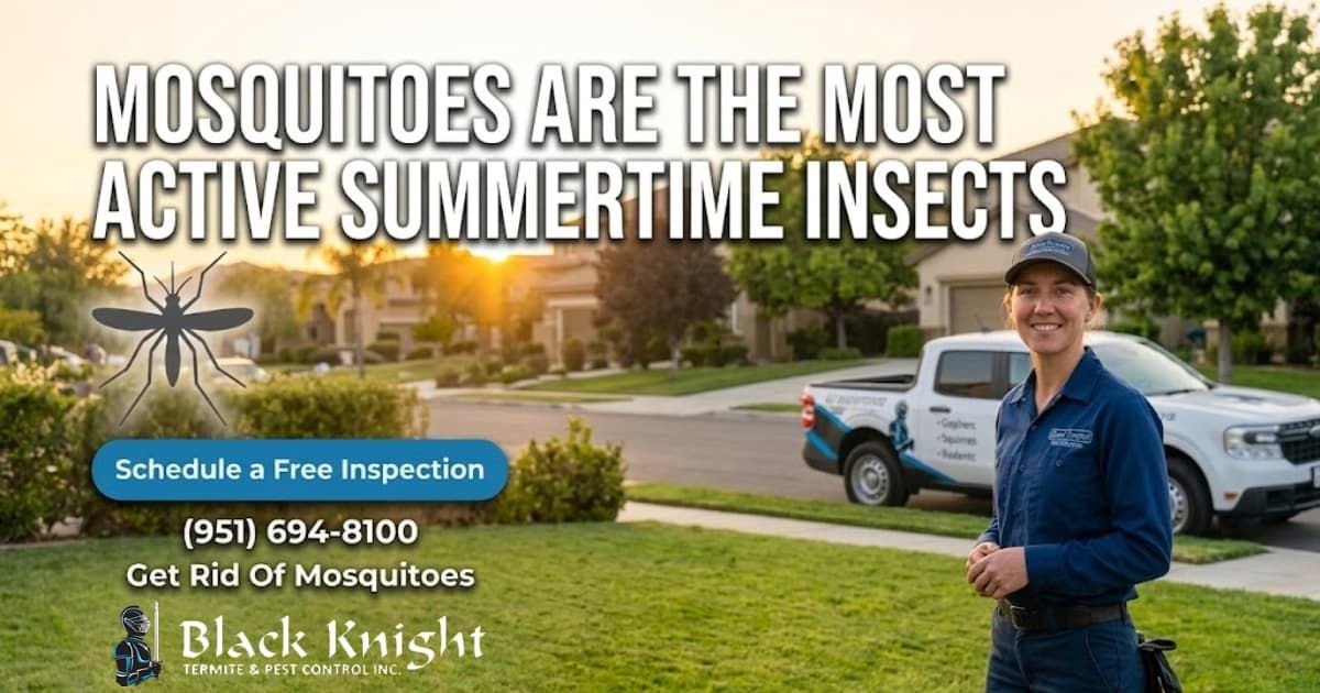 Black Knight Termite & Pest Control - Summer mosquito control services