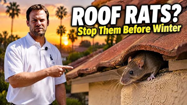 Black Knight Termite & Pest Control technician Mark Lorack pointing to a roof rat entry point along an attic tile roofline in Temecula, California.