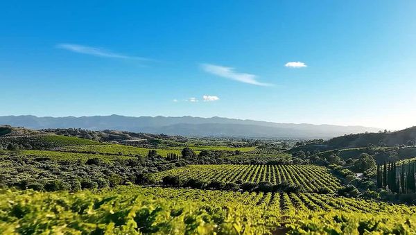 Winery and Vineyard Pest Control in Temecula