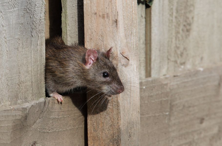 A wild roof rat peeking through a chewed hole in a home's wooden siding, illustrating common signs of a rodent infestation that requires professional rat control.