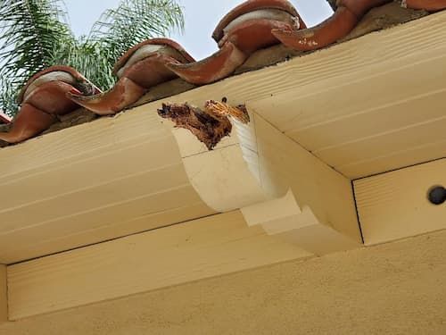 termite-and-dry-rot-damage.jpg
