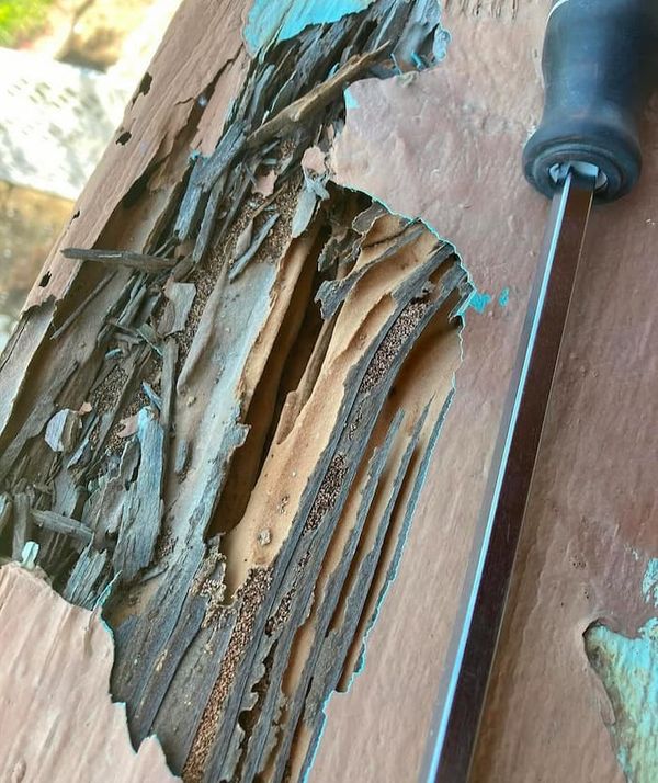 Close up cross section of structural timber showing drywood termite feeding channels and frass where d-limonene citrus oil penetrates.