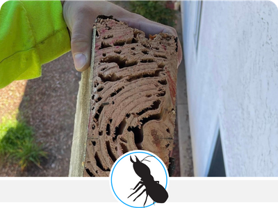 Termite Inspection