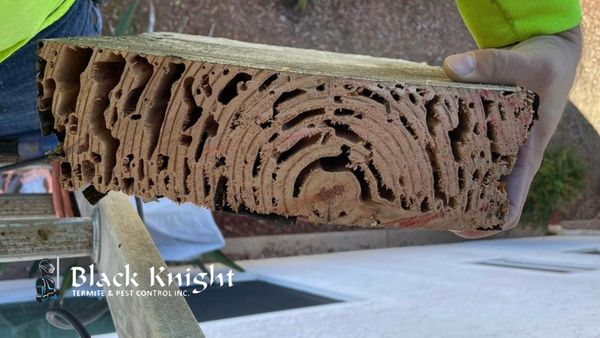 termite-control-service-drywood-termite-wood-damage-temecula.jpg