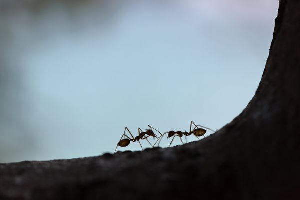 Ant Control Services
