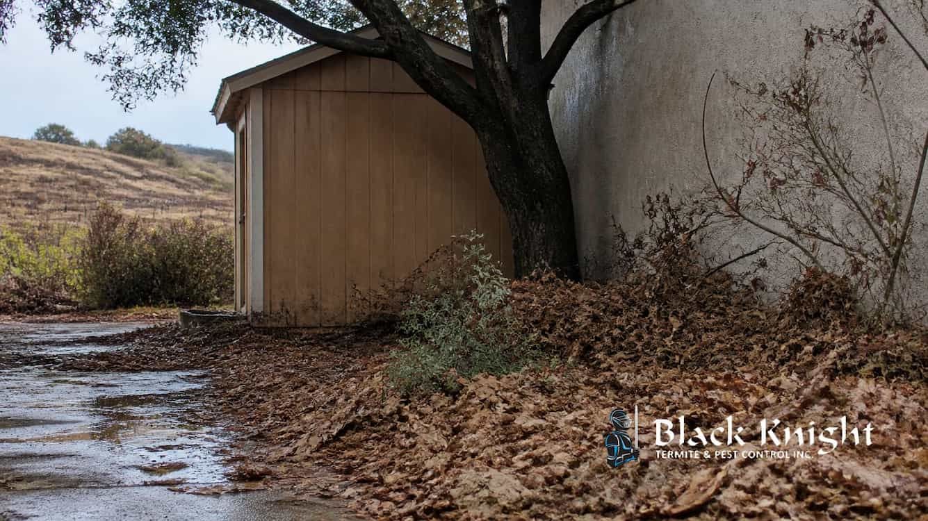 Winter pest control in Temecula