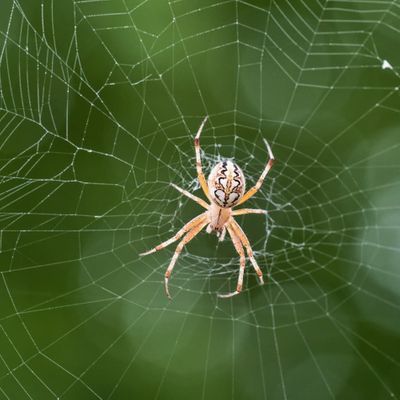 Professional Spider Control - Black Knight Termite & Pest Control