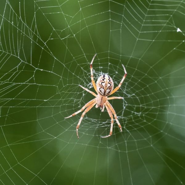 Professional Spider Control - Black Knight Termite & Pest Control