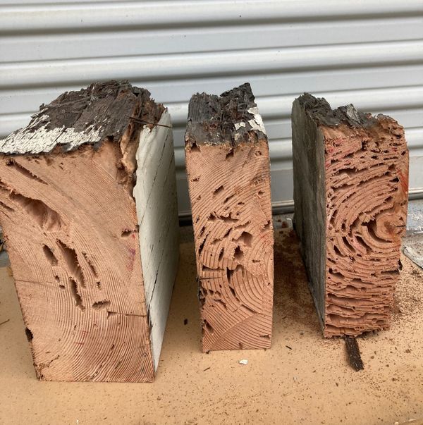 drywood termite damage