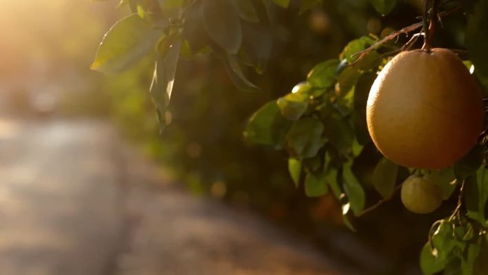 Restaurant & Food Service Pest Control in Temecula