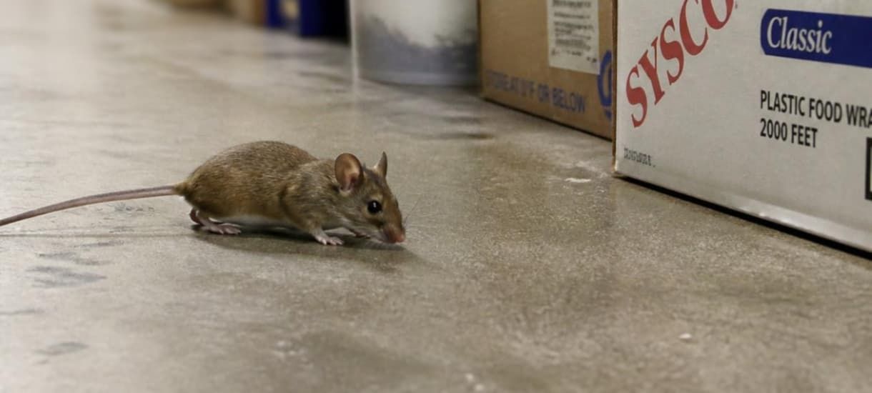 A close-up photograph of a small brown house mouse on a commercial concrete floor in a restaurant storage room, positioned directly next to a cardboard Sysco box of plastic food wrap. Small brown mouse near food storage boxes on commercial kitchen floor.