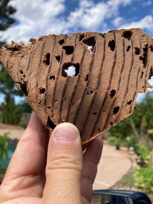 Signs of Termites in Temecula Valley and Beyond