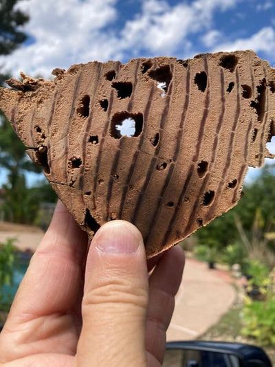 subterranean-termite-damage.jpg