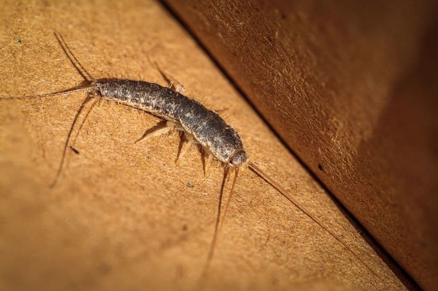silverfish-winter-pest.jpg