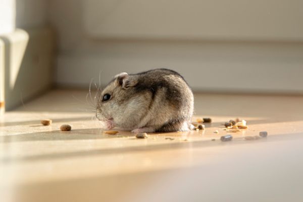 rodent