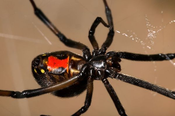 western-black-widow-black-knight-termite-and-pest-control.jpg