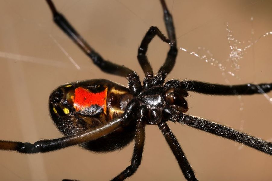 western-black-widow-black-knight-termite-and-pest-control.jpg