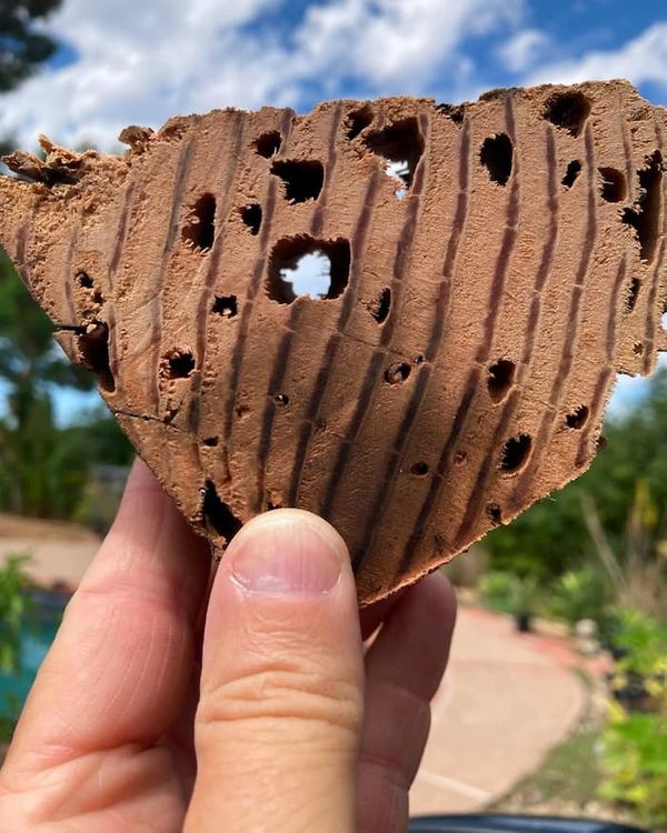 Close up of drywood termite damage showing hollowed out galleries and feeding channels in structural wood.