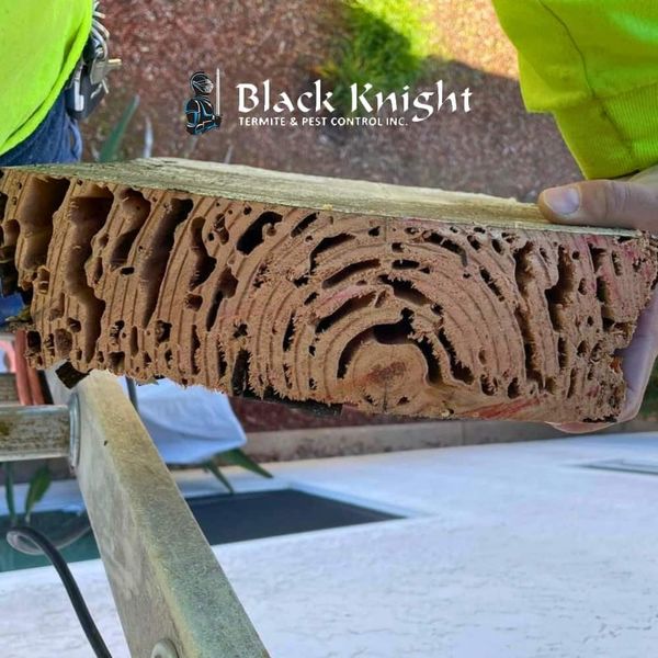 Temecula Termite Control Services for Wood Damage