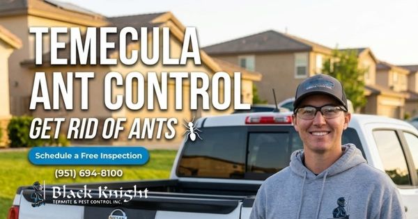how-to-get-rid-of-ants-in-temecula-california.jpg
