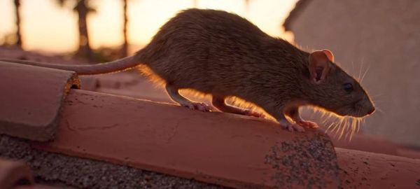 A roof rat scurrying along wooden rafters and wiring just beneath the roof of a residential home in Southern California.