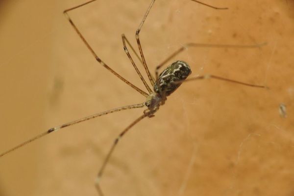 cellar-spider-identification.jpg