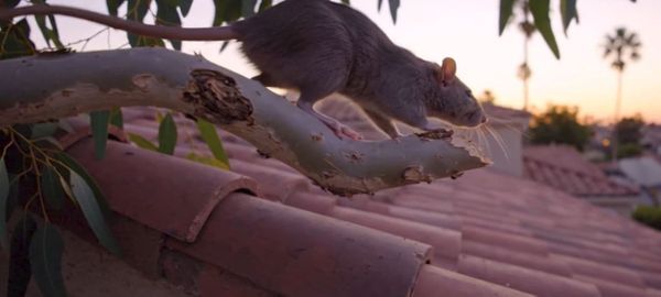 Detailed view of structural roof eave and chimney junction gaps that provide roof rats access into residential attics across Temecula neighborhoods.