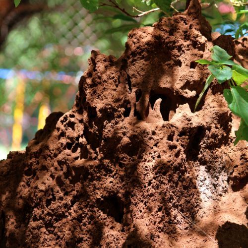 subterranean termite damage