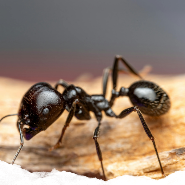 Close-up of an ant on a log of wood