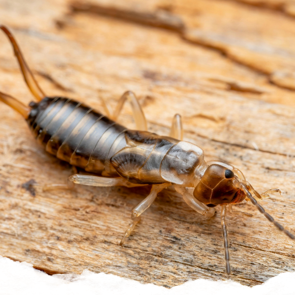 An earwig on a plank of wood