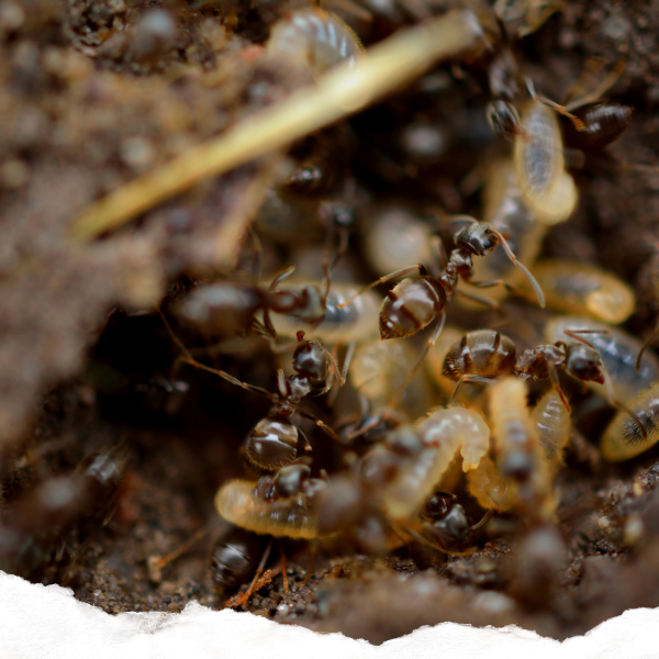 Termites underground