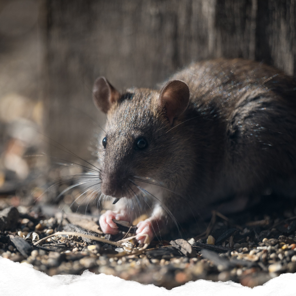 Rat in a basement