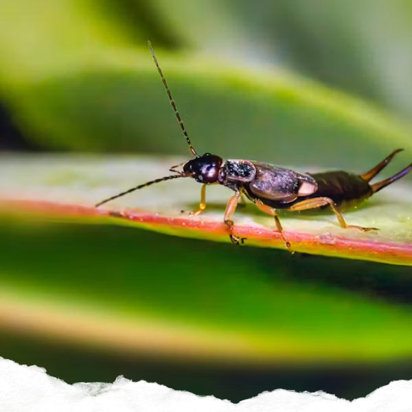 An earwig on a leaf