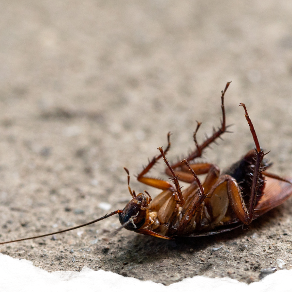 A dead cockroach