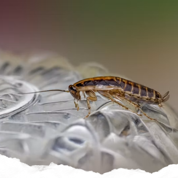 Close up of a cockroach outside