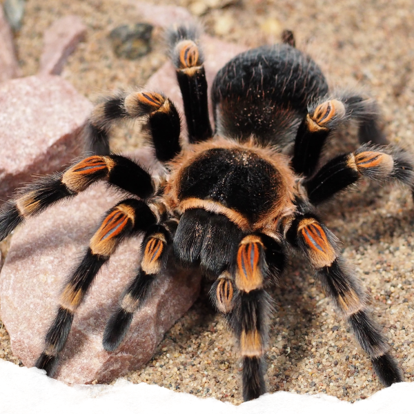 A close-up of a tarantula