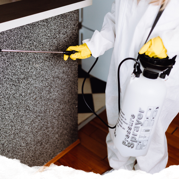 Professional bug spraying a residential home