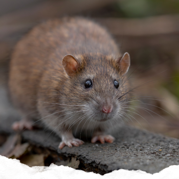 A close-up of a rat outside