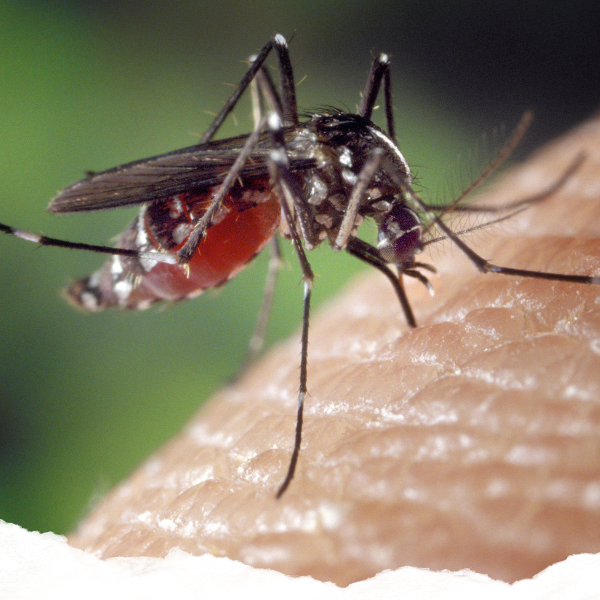 A mosquito on a person