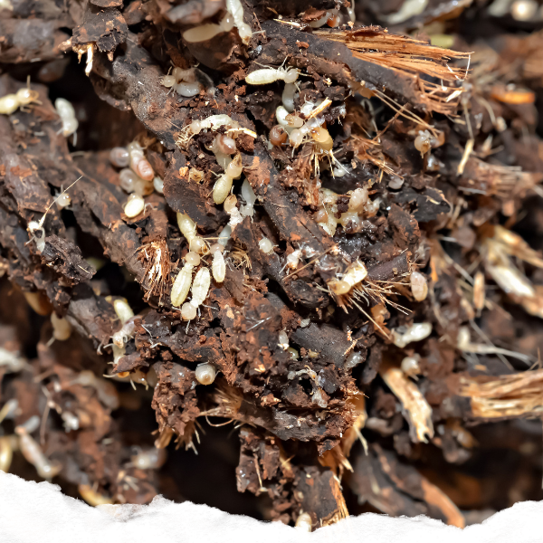 Close-up of a termites on a log of wood