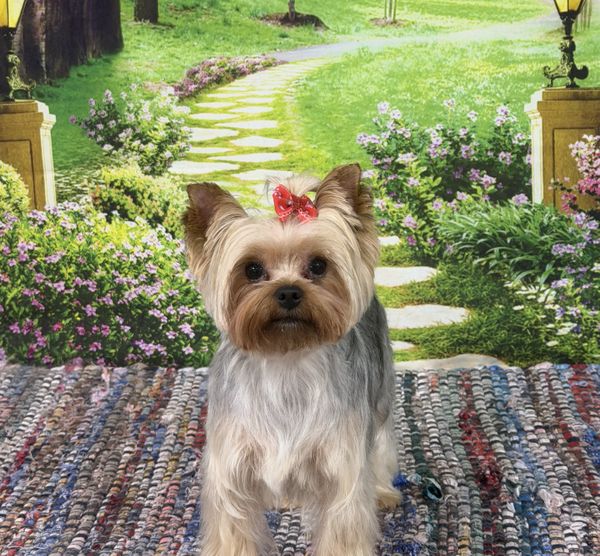 Yorkie Groom Pic.jpeg