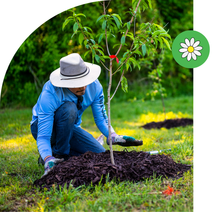 person planting tree with mulch