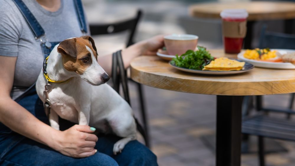 Dog At Table.jpg