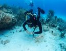SCUBA-Diver-Fish-Coral